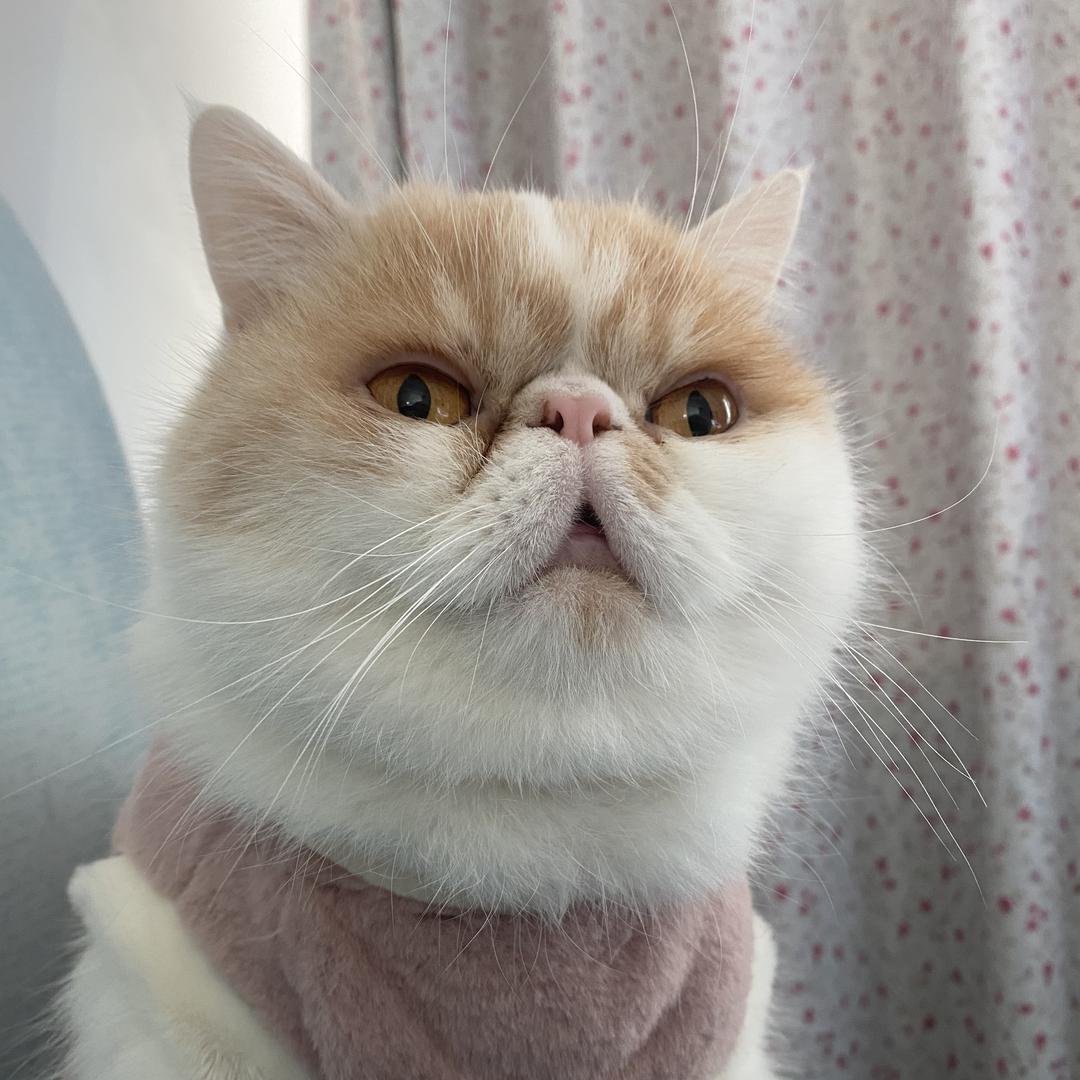 小怂包