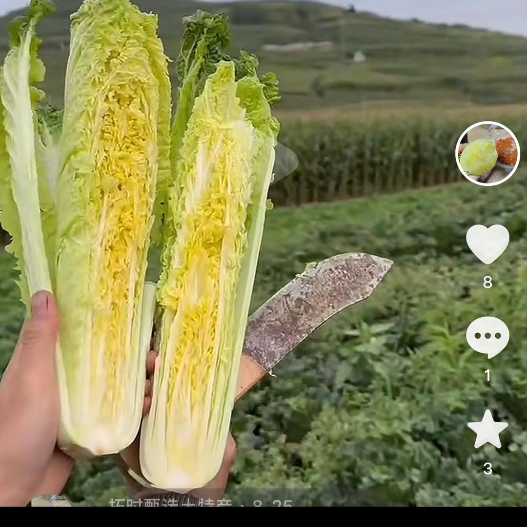 绿色菜园子
