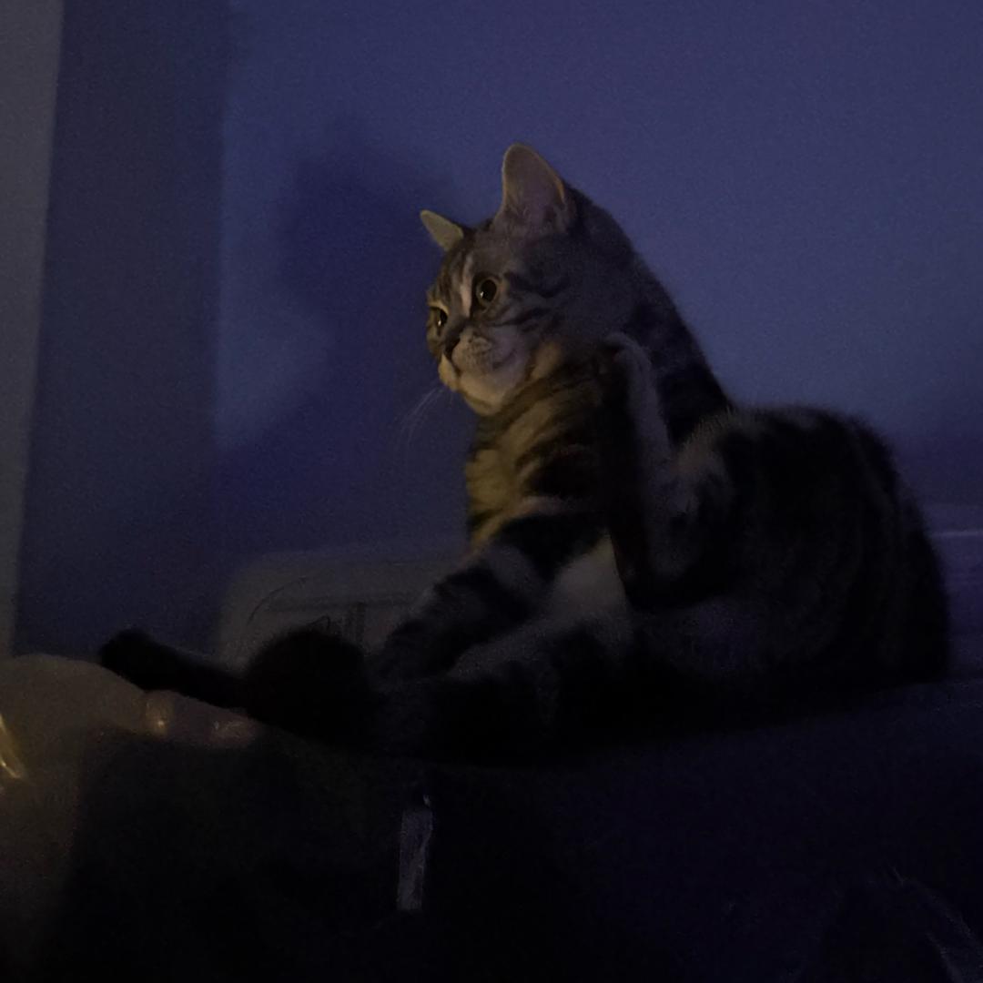 安格斯厚牛芝士堡