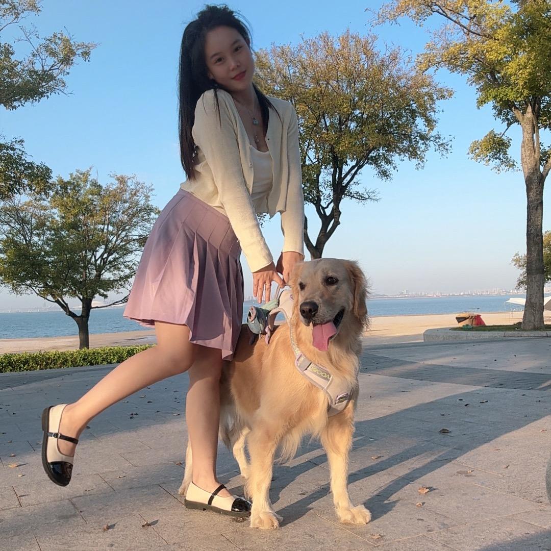 一只快乐的金毛叫豆豆