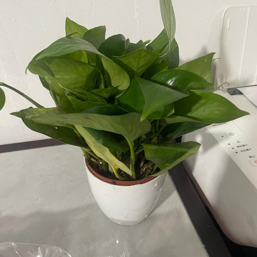 就爱瞎捣鼓