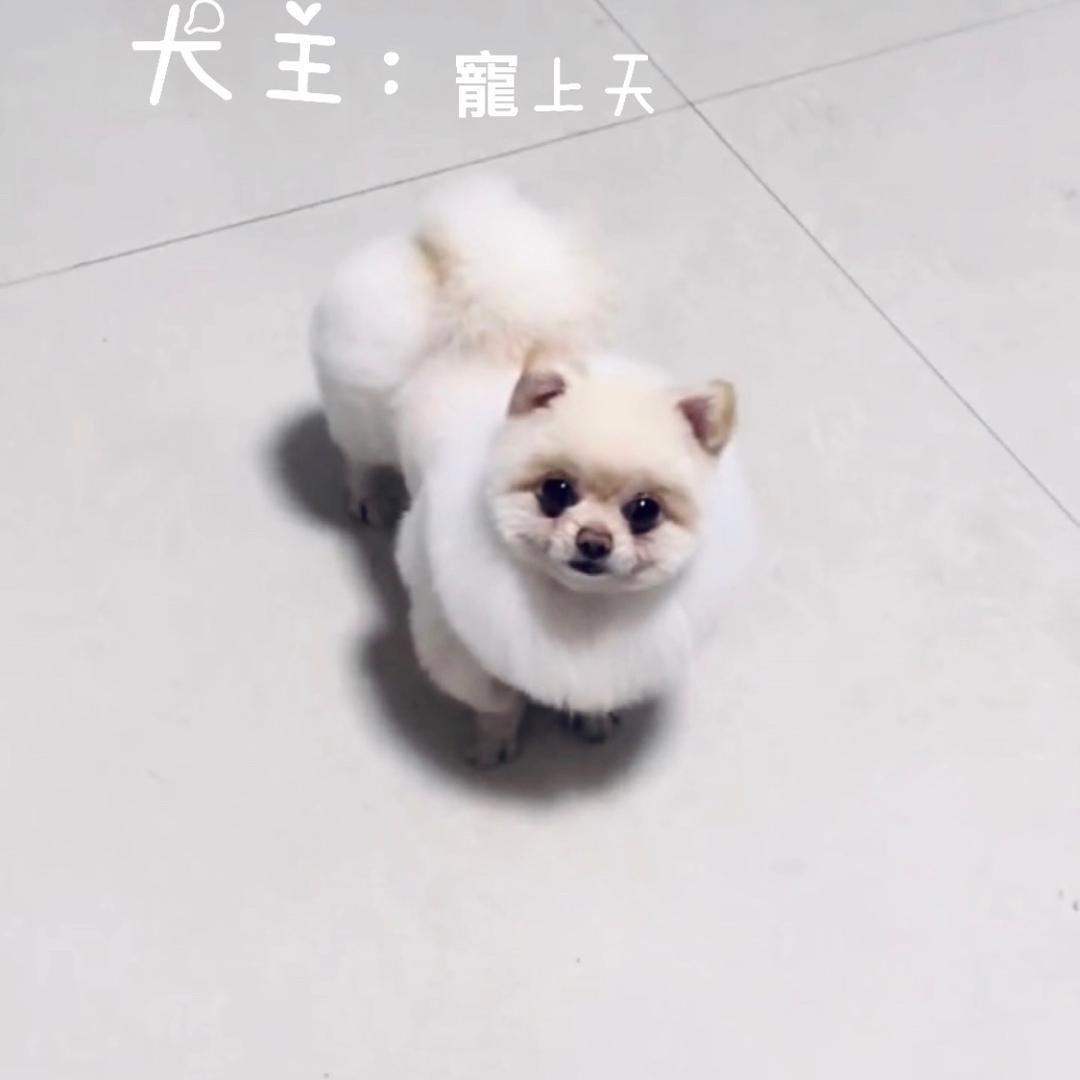 “Siri ”爱冒险