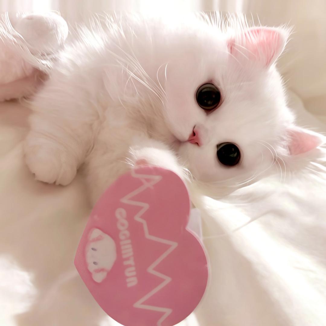 巧 克 力 酱 🍫