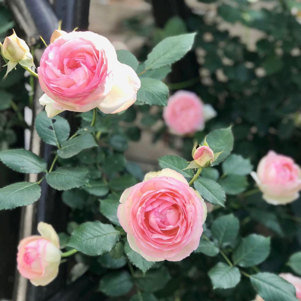 蔓竹月季铁线莲绣球基地