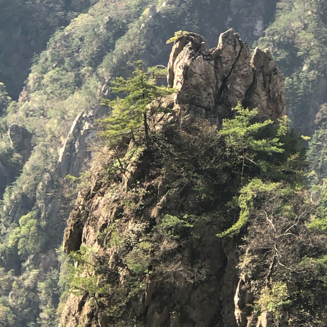 心若向阳