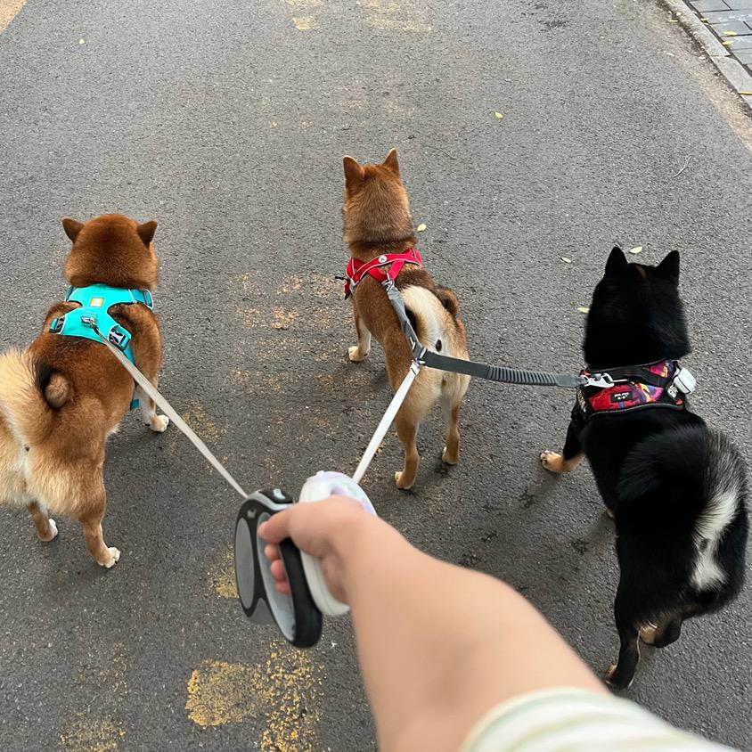 锵锵三柴行