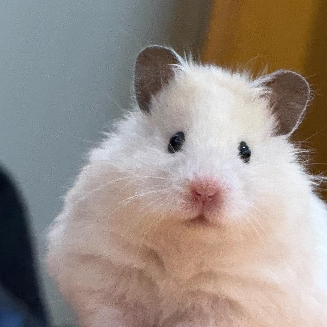 Reo