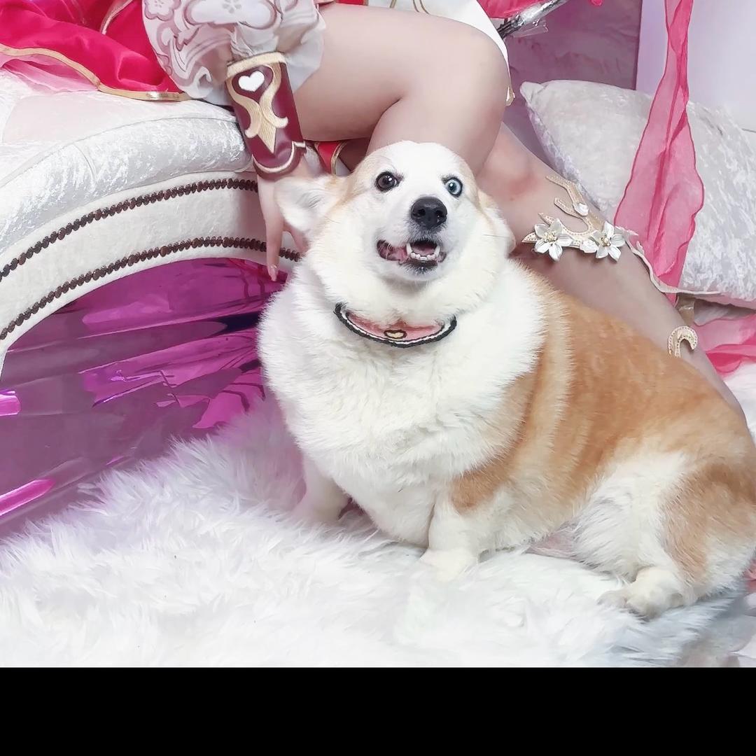 柯基皮卡丘🐶