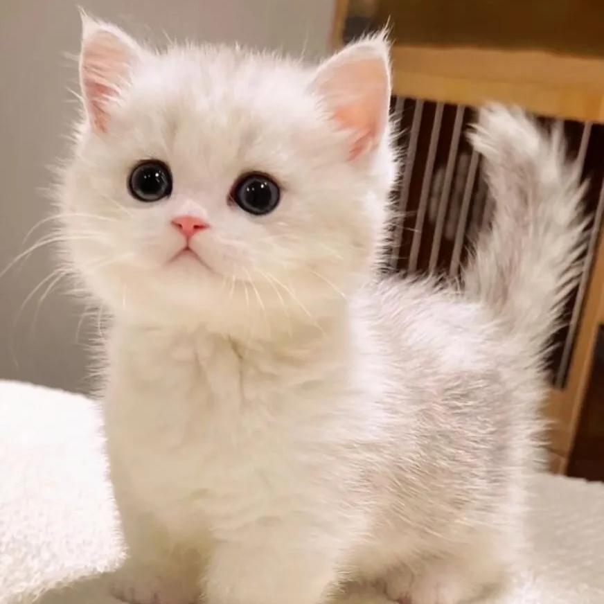 米奇旋风宠物旗舰店狗猫专场