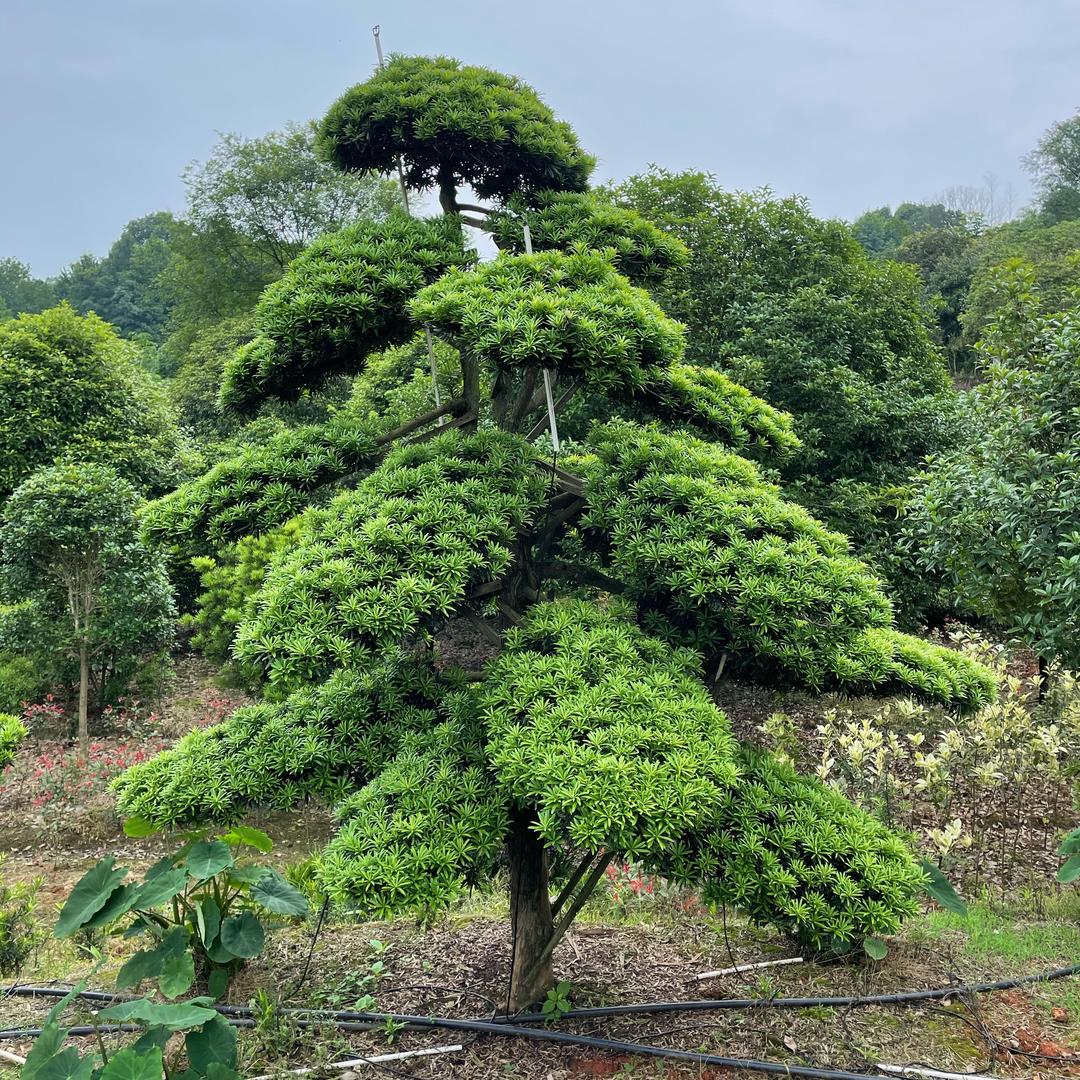 江西霆兰园林