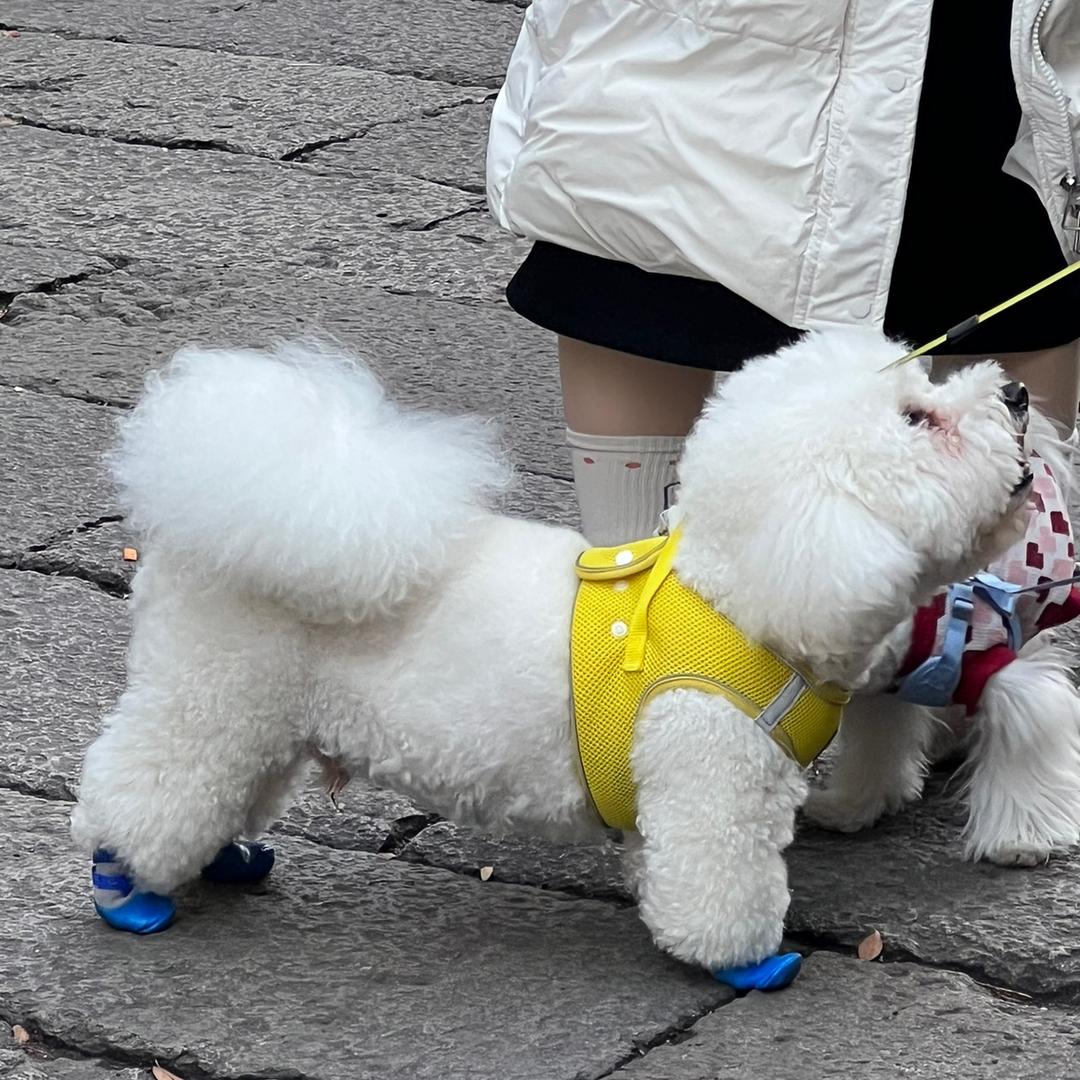 番茄多汁啦～～