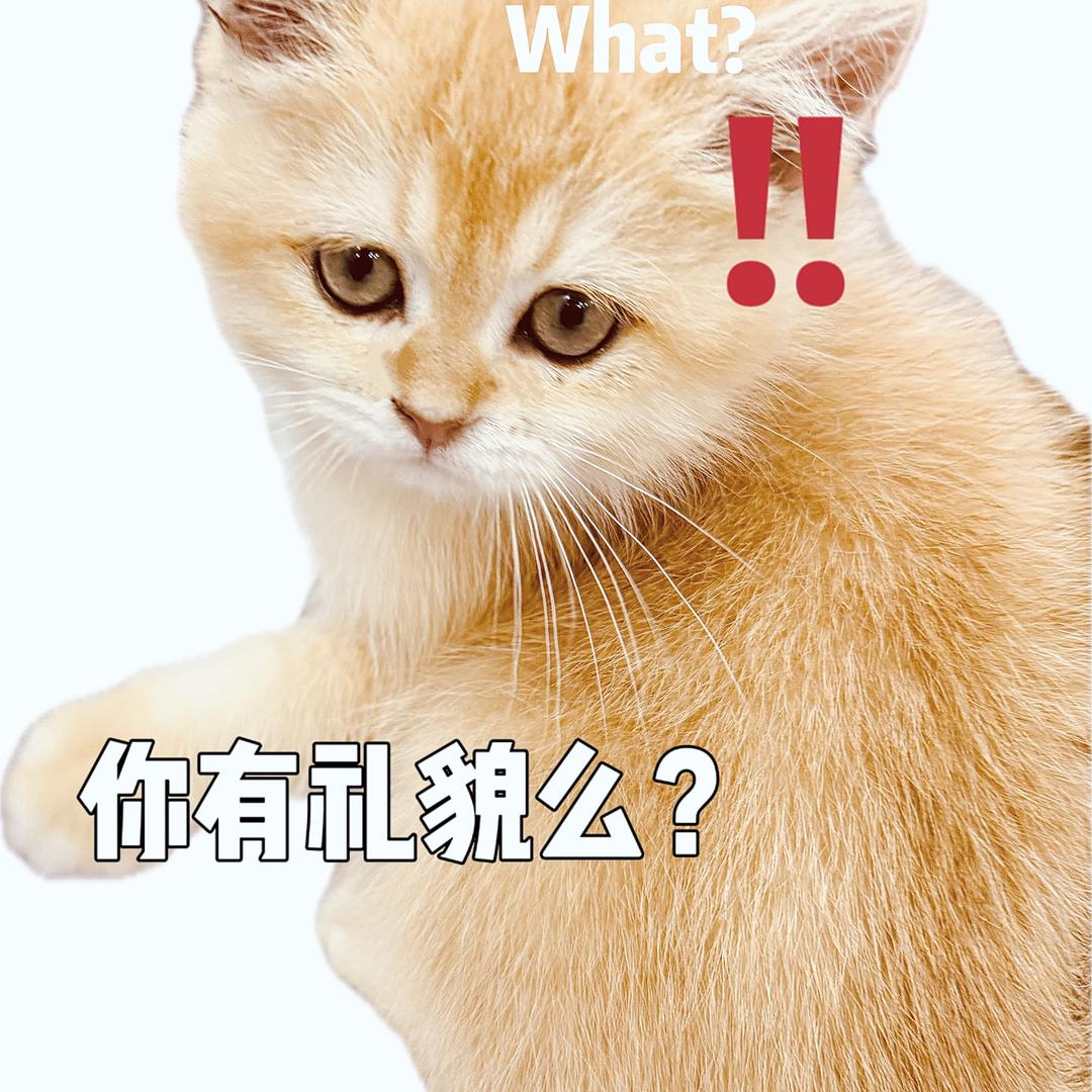 大聪明