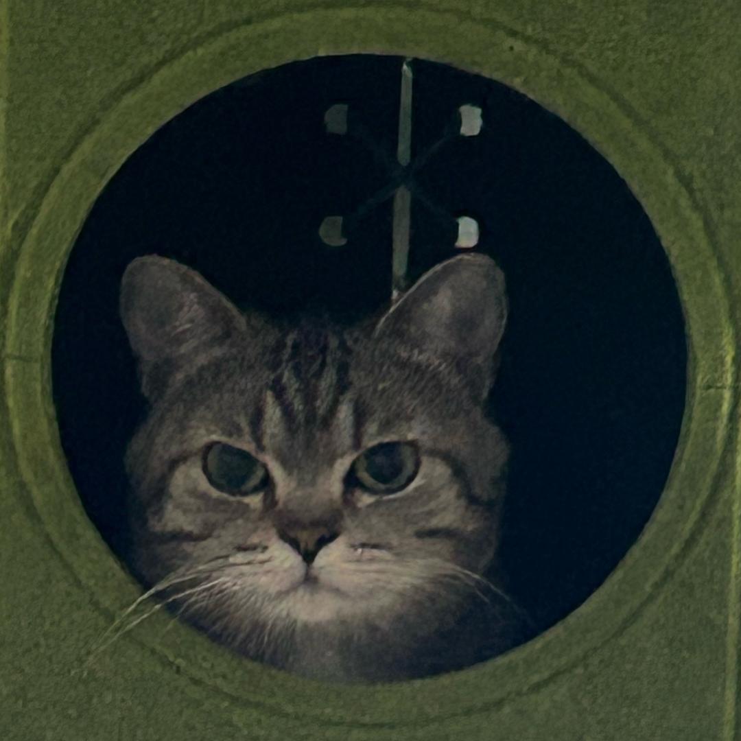 旺旺小猫