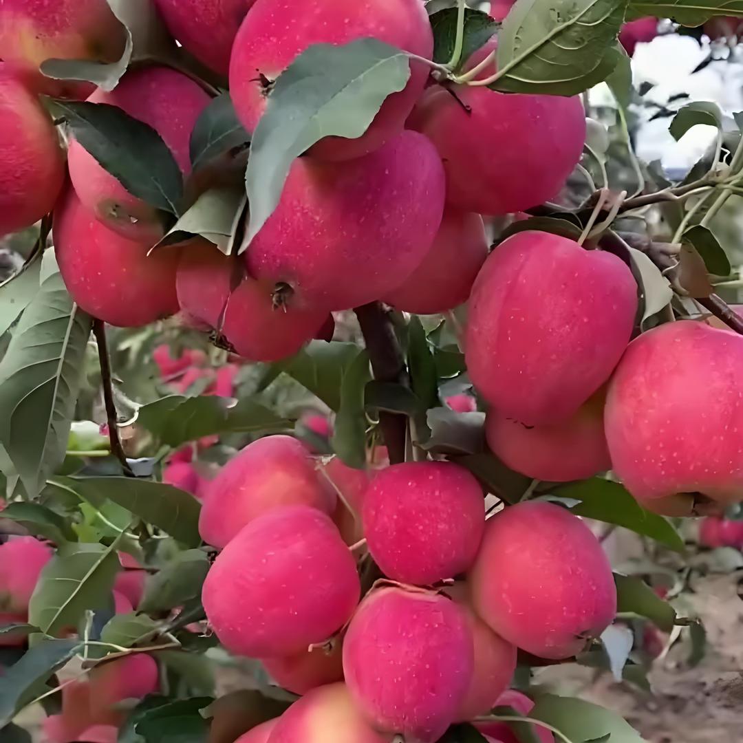 果树种植看老李
