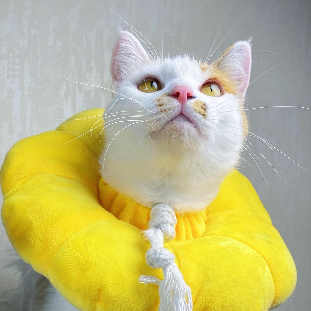 包满意娃娃居居