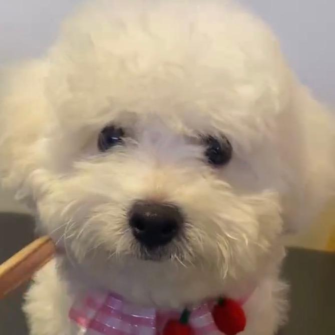 一生要强的田总