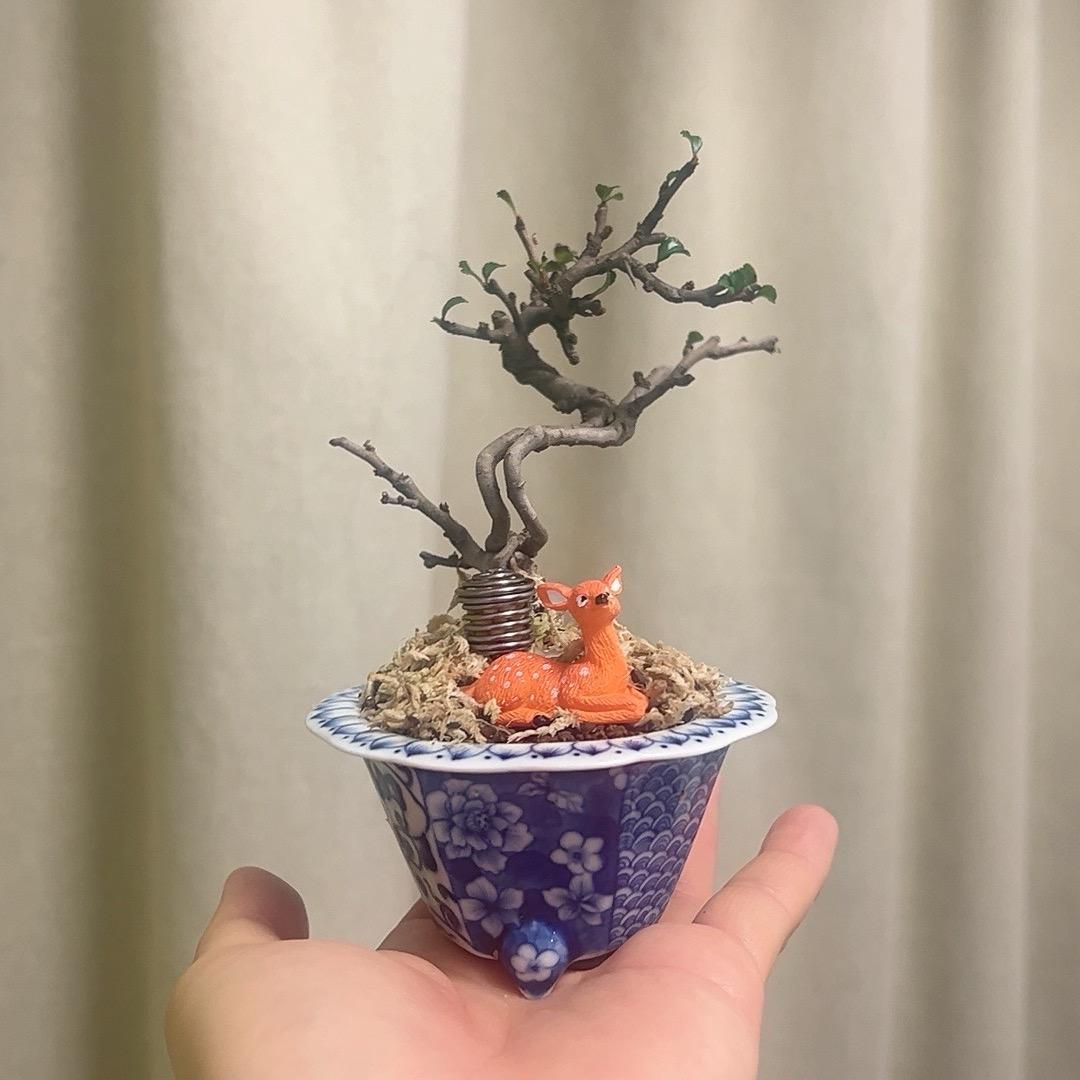 植觉屋