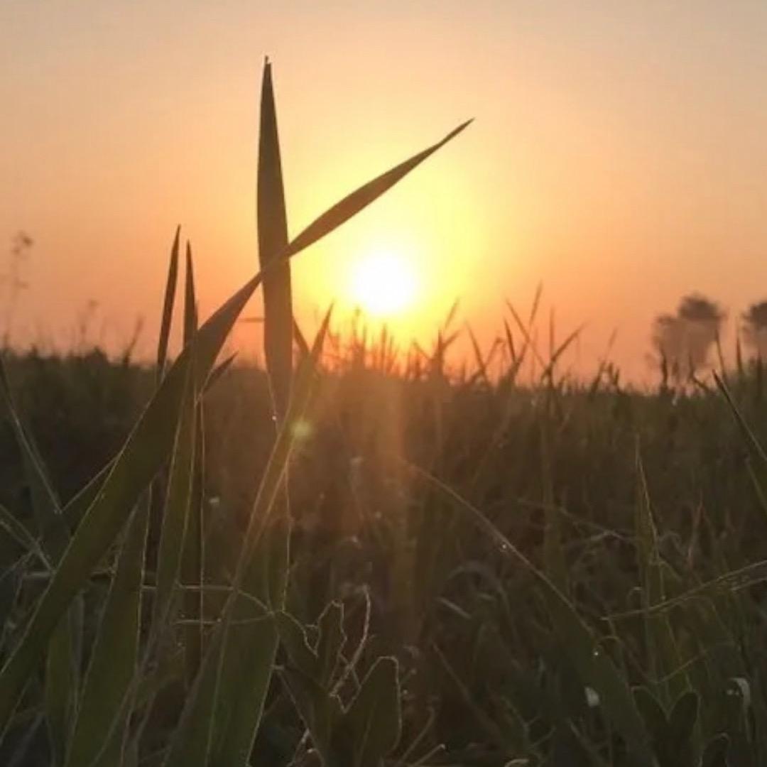 沐浴朝霞  紫气东来