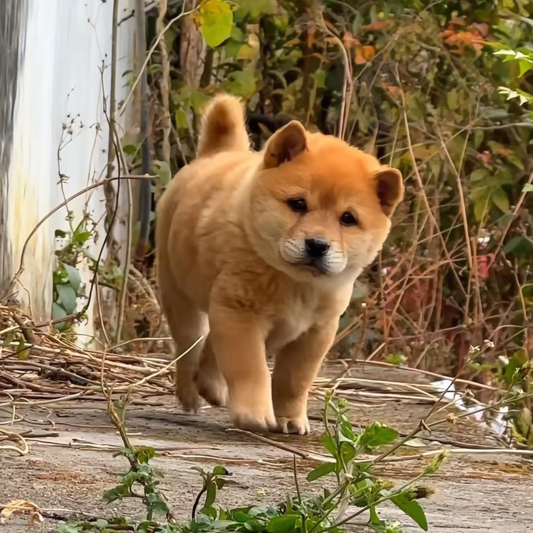 广西小鹿田园犬🐕