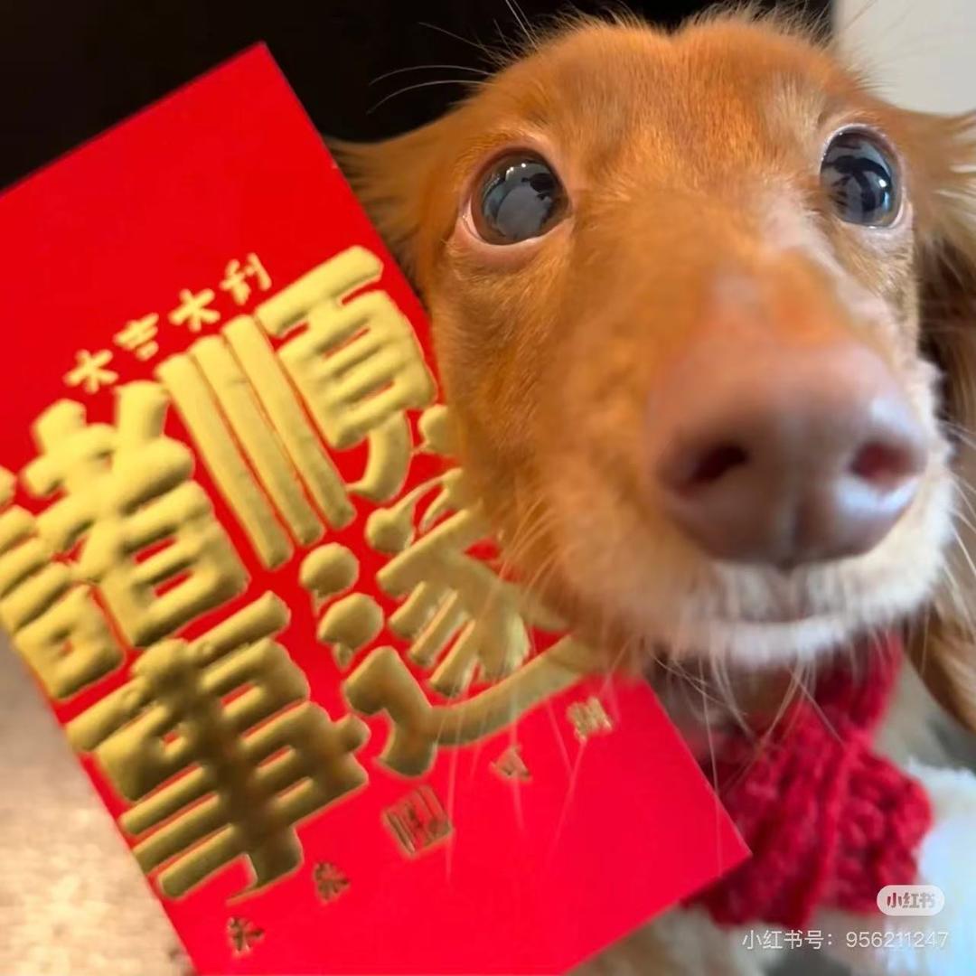 娃娃菜.