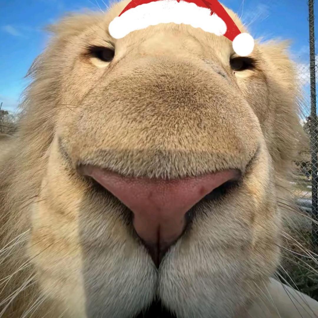 ￴雄狮般的男人🦁