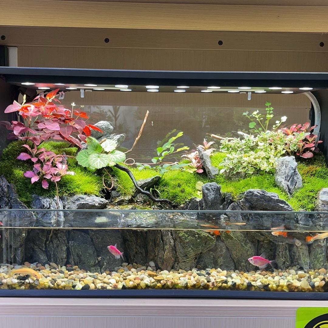 植有品智能生态鱼缸