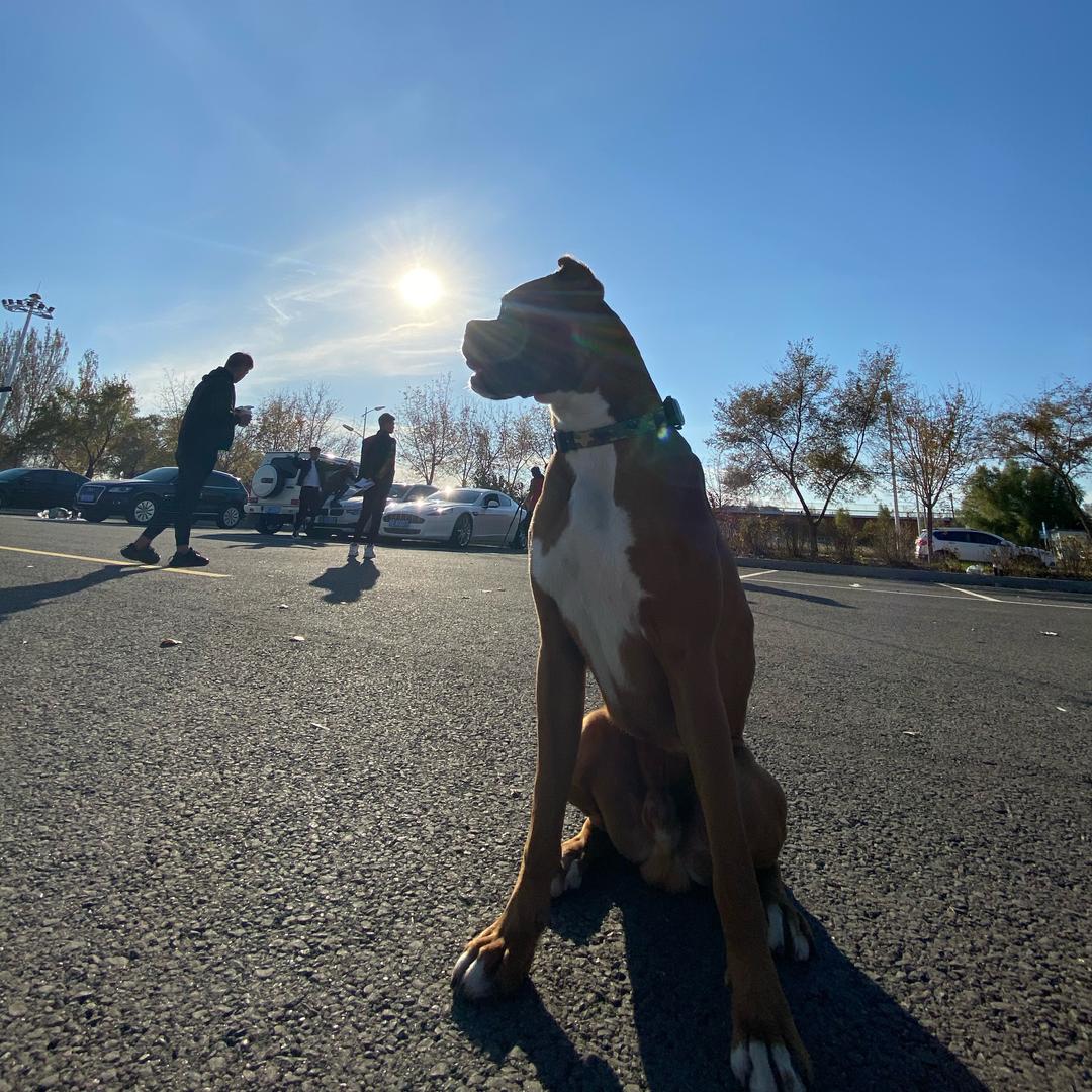 拳师犬.钢豆和一万