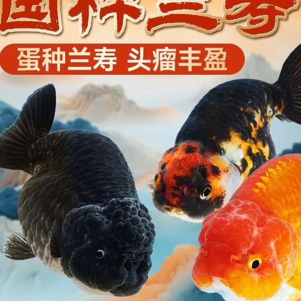 十三精品水族馆