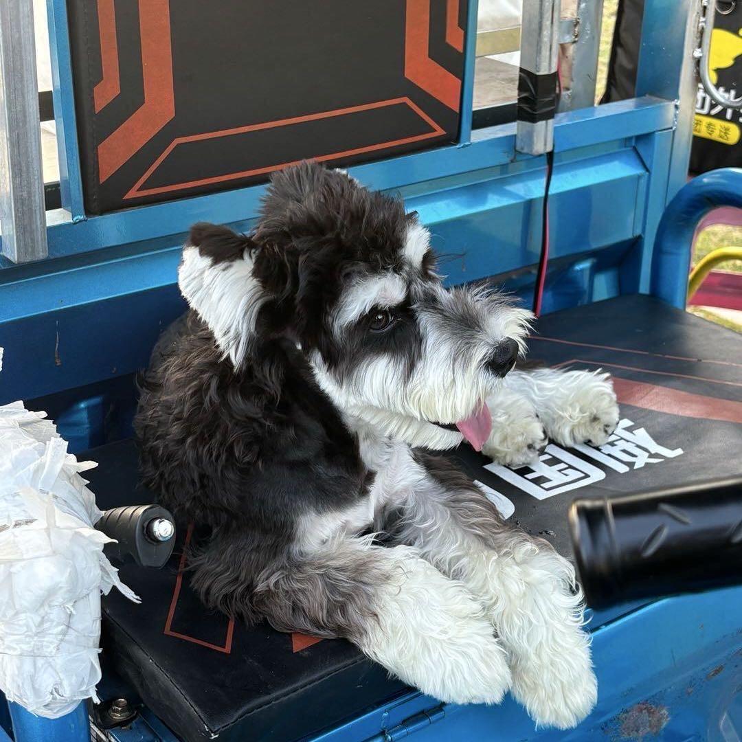 不想练琴的小鱼