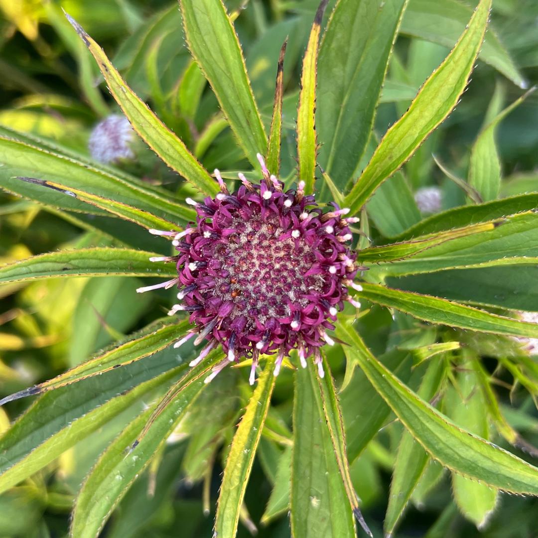 史伯松河北白术繁育(种子预定中)