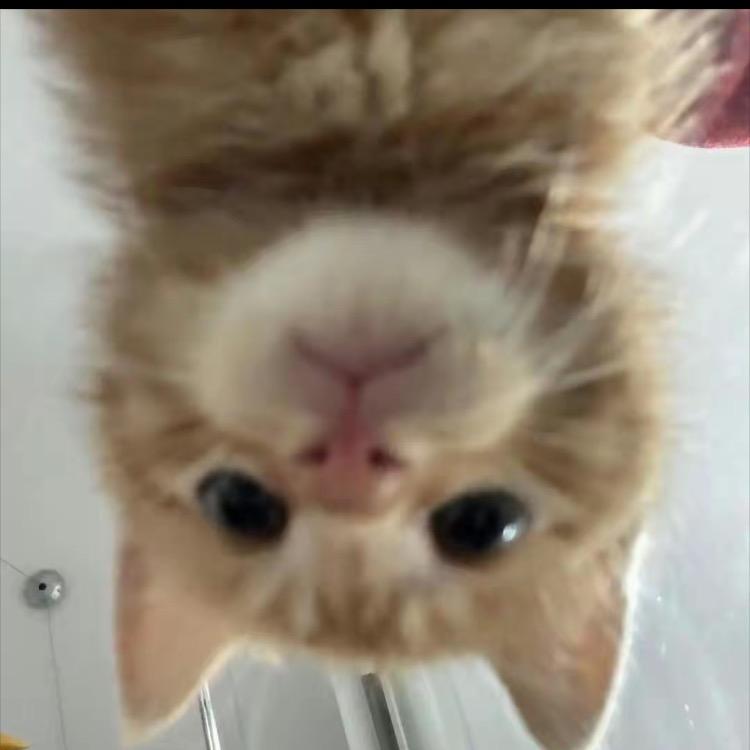 胡胡太