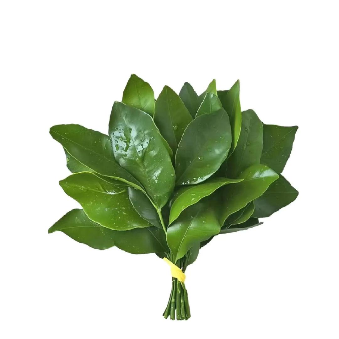 叙利亚悍妇.