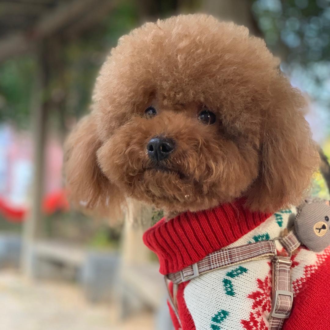 毛团子