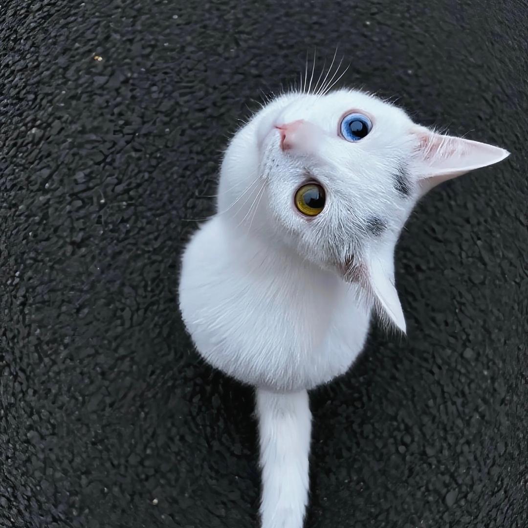 小胆儿