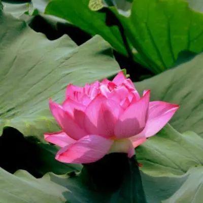 糖西西手工美甲