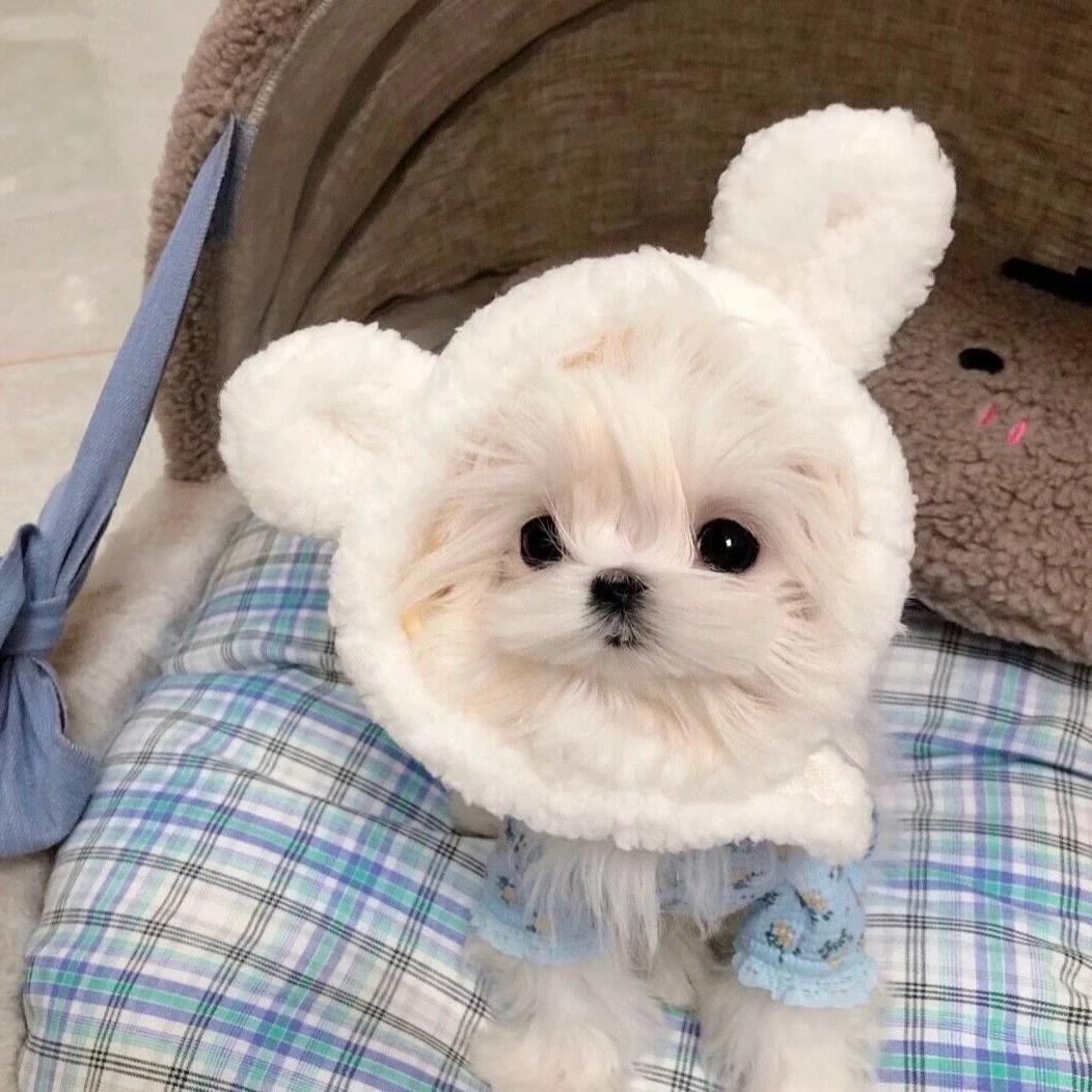 🍓
