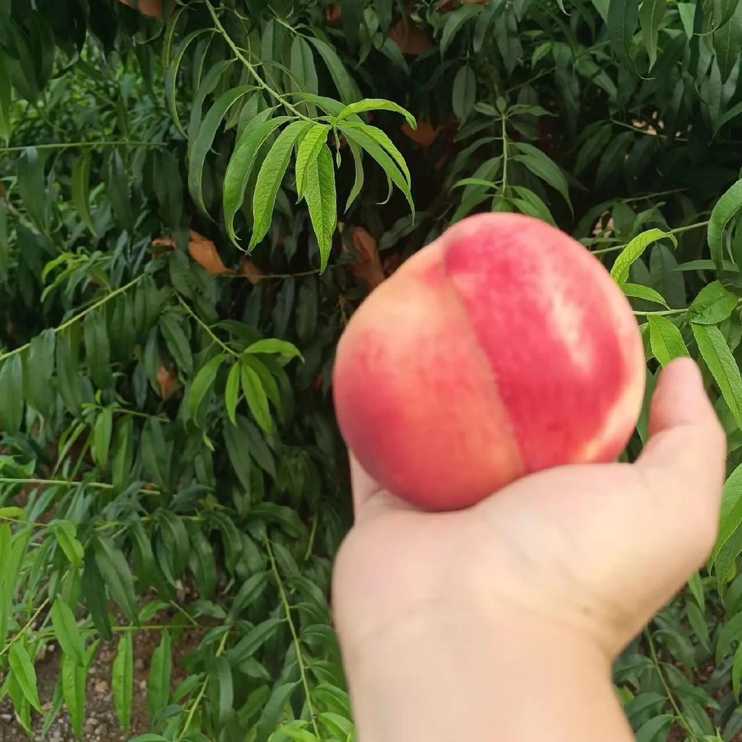 娇甜的桃