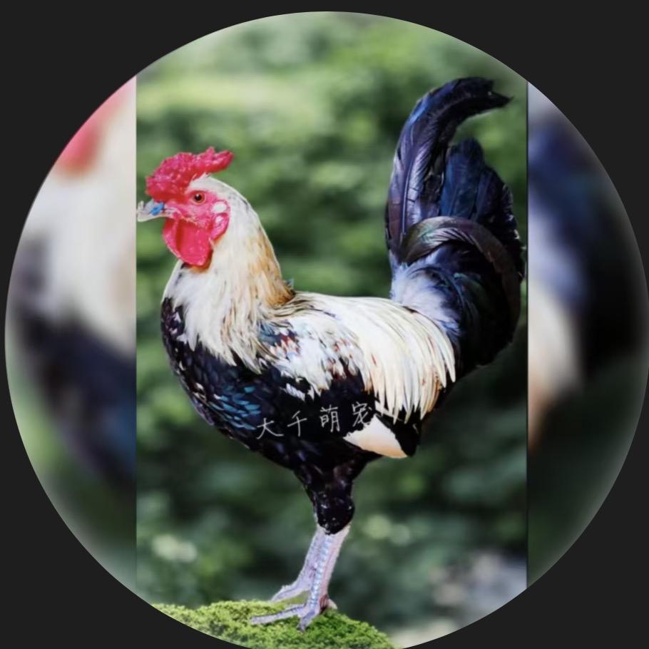 大千鹊山鸡