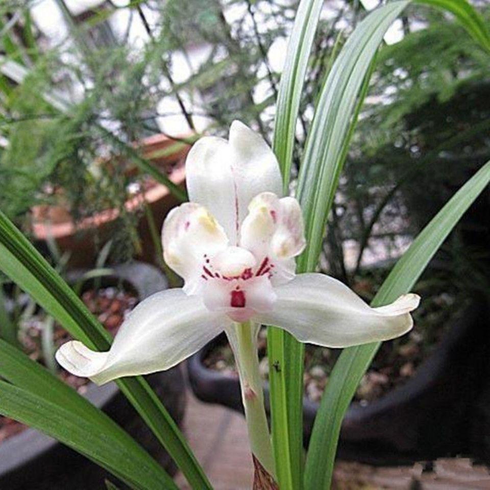 臻选绿植花卉