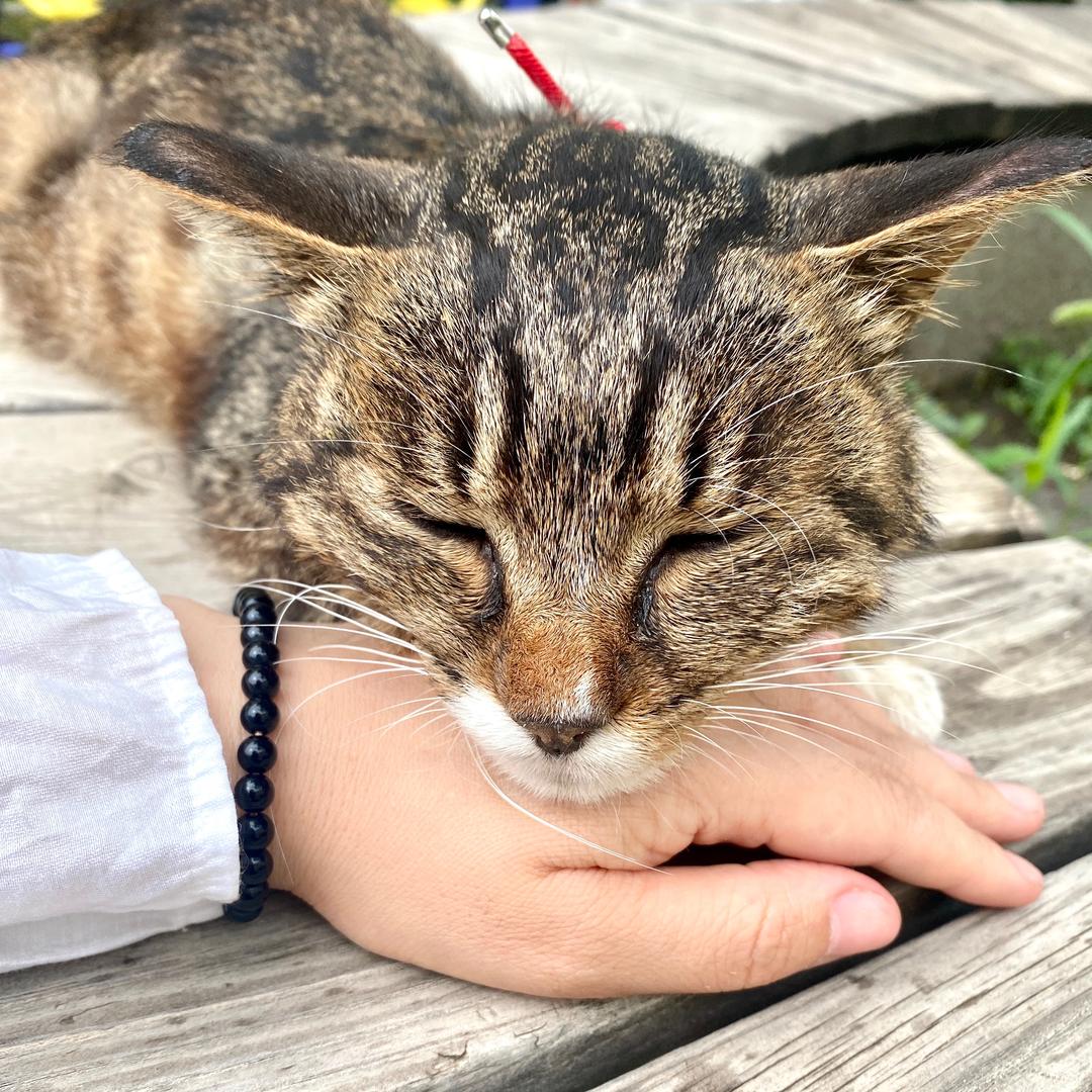 小洋洋 （🐱）