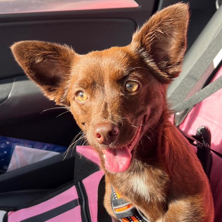 饺子🐶不会扛枪