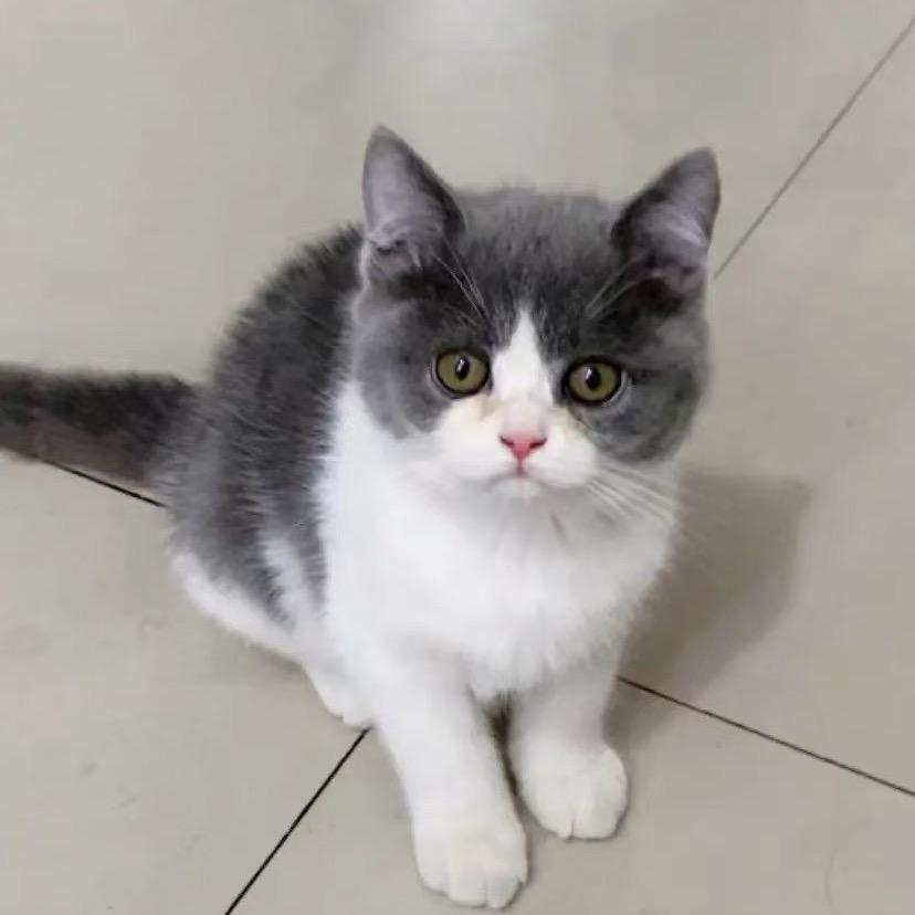 做你怀里的猫🐱