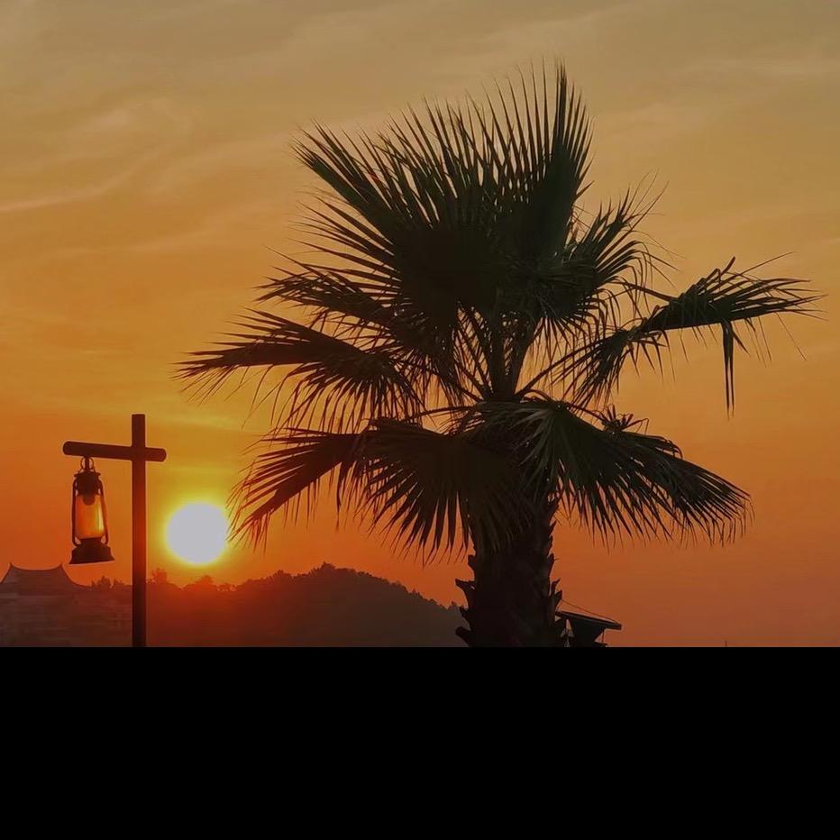 💤惹上蟑螂💤