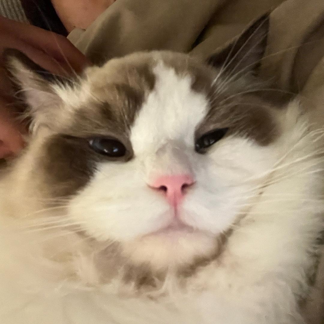 柳叶刀的tk日记