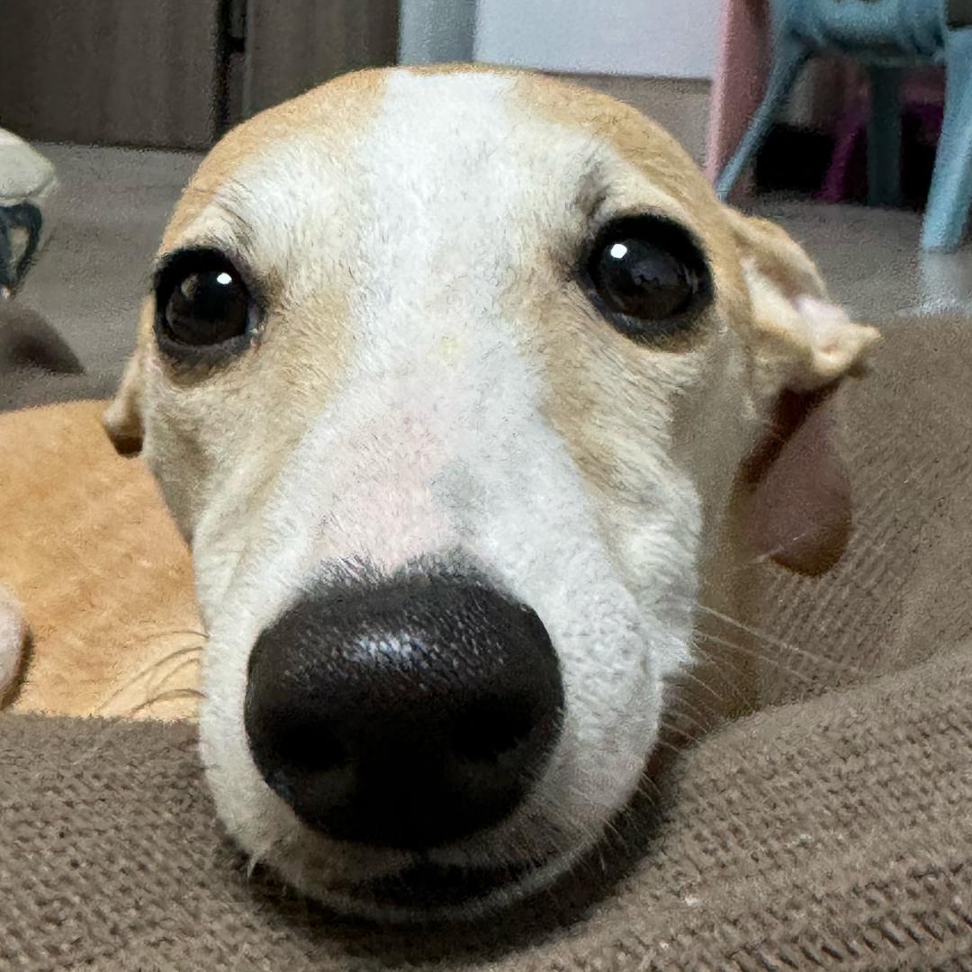 珂羽的狗🐶焱悠悠和海淼淼、钱加加
