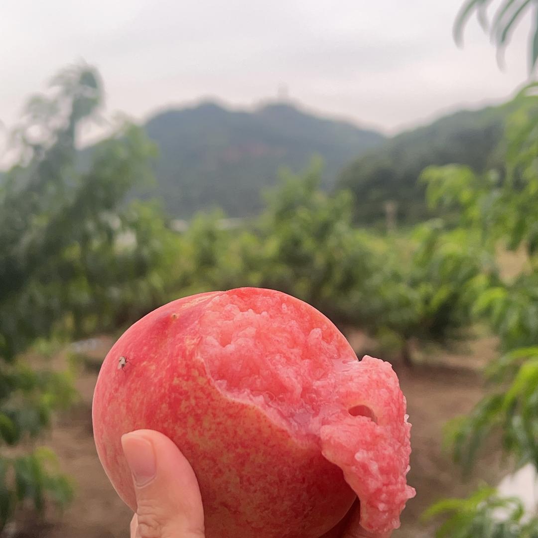 无锡阳山桃灵得水蜜桃