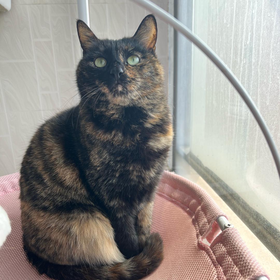 猫与蔷薇🌸