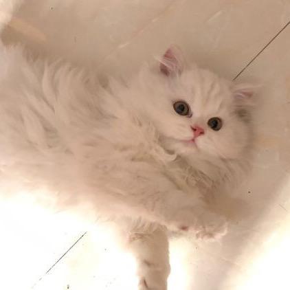 小白佩瓦