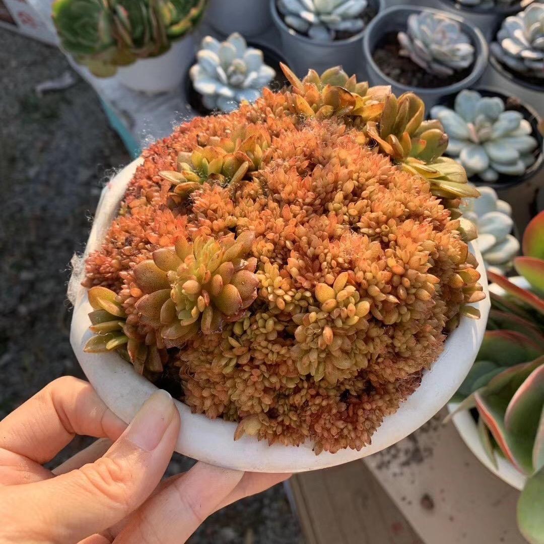 绿植.多肉.仙人球，种子批发.团购