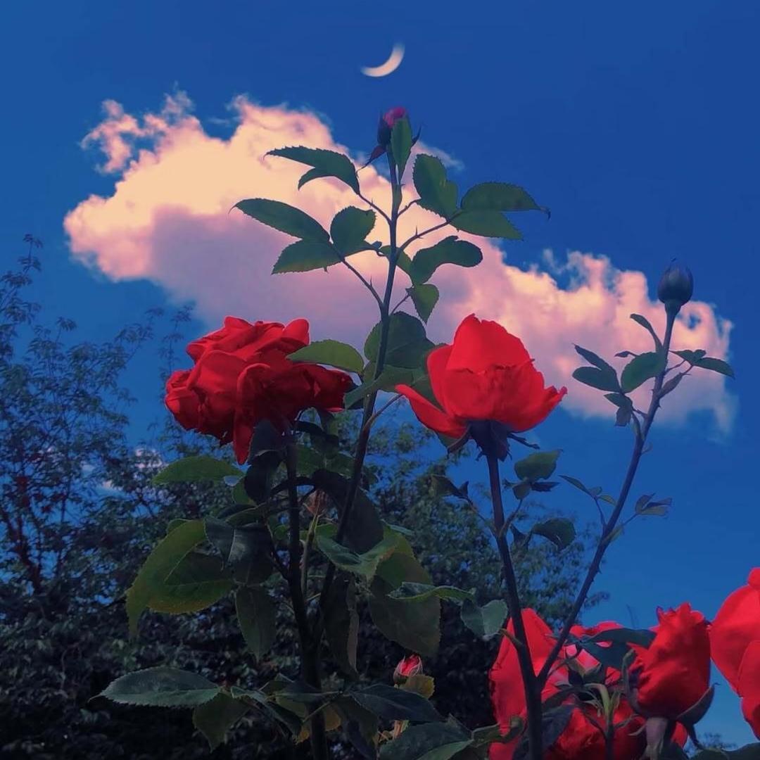 💜𝑴𝒂𝒎𝒃𝒂 24⁸💛